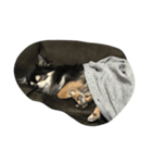 我が家の犬さん（個別スタンプ：6）