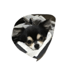 我が家の犬さん（個別スタンプ：7）