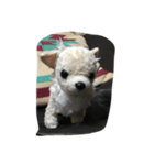 我が家の犬さん（個別スタンプ：8）