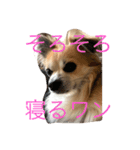 カカオ君です。（個別スタンプ：2）