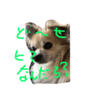 カカオ君です。（個別スタンプ：3）