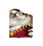 カカオ君です。（個別スタンプ：5）