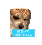 カカオ君です。（個別スタンプ：6）