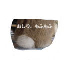 かわいいラビット（個別スタンプ：1）