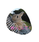 かわいいラビット（個別スタンプ：4）