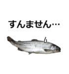 魚（個別スタンプ：4）