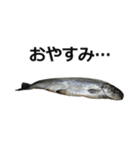 魚（個別スタンプ：9）