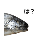 魚（個別スタンプ：12）