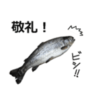 魚（個別スタンプ：19）