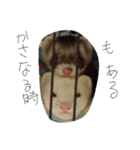 フェレット3兄弟2（個別スタンプ：5）
