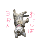 ねこのわさこ2（個別スタンプ：1）
