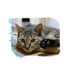 ねこのわさこ2（個別スタンプ：2）