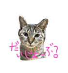 ねこのわさこ2（個別スタンプ：3）