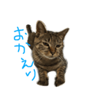 ねこのわさこ2（個別スタンプ：6）