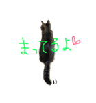 ねこのわさこ2（個別スタンプ：9）