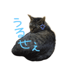 ねこのわさこ2（個別スタンプ：10）