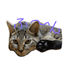 ねこのわさこ2（個別スタンプ：12）