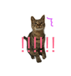 ねこのわさこ2（個別スタンプ：13）