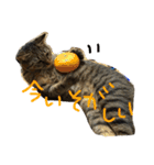 ねこのわさこ2（個別スタンプ：14）