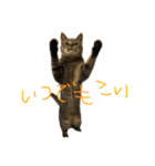 ねこのわさこ2（個別スタンプ：15）