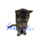 ねこのわさこ2（個別スタンプ：18）