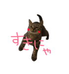 ねこのわさこ2（個別スタンプ：19）