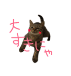 ねこのわさこ2（個別スタンプ：20）