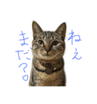 ねこのわさこ2（個別スタンプ：21）