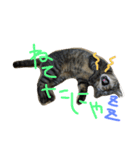 ねこのわさこ2（個別スタンプ：22）