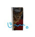 ねこのわさこ2（個別スタンプ：23）
