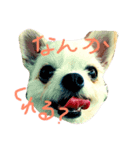 桃太郎通信（個別スタンプ：3）