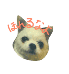 桃太郎通信（個別スタンプ：4）