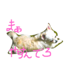 桃太郎通信（個別スタンプ：6）