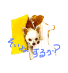 桃太郎通信（個別スタンプ：8）