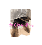 珊瑚君ver2（個別スタンプ：5）