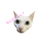 オッドアイ猫 ランディ（個別スタンプ：1）