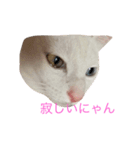 オッドアイ猫 ランディ（個別スタンプ：3）