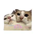 オッドアイ猫 ランディ（個別スタンプ：5）