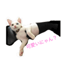 オッドアイ猫 ランディ（個別スタンプ：9）