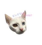 オッドアイ猫 ランディ（個別スタンプ：12）
