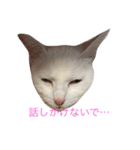 オッドアイ猫 ランディ（個別スタンプ：14）