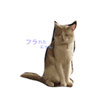 オッドアイ猫 ランディ（個別スタンプ：15）