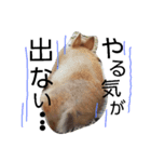 出会った動物たち（個別スタンプ：11）