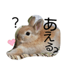 出会った動物たち（個別スタンプ：15）