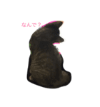 SYO-BU STAMP（個別スタンプ：3）