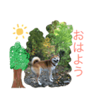 柴犬のコタロー(挨拶と気持ち)（個別スタンプ：1）