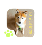 柴犬のコタロー(挨拶と気持ち)（個別スタンプ：2）