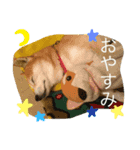 柴犬のコタロー(挨拶と気持ち)（個別スタンプ：3）