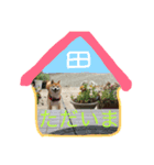 柴犬のコタロー(挨拶と気持ち)（個別スタンプ：4）