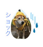 柴犬のコタロー(挨拶と気持ち)（個別スタンプ：6）